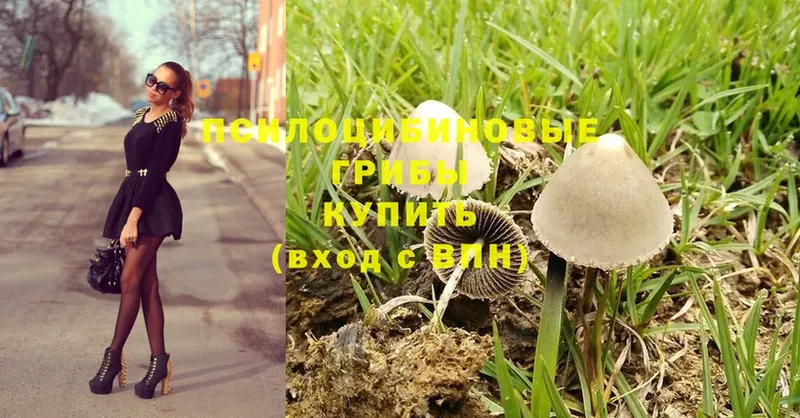 Псилоцибиновые грибы Psilocybe  Вологда 